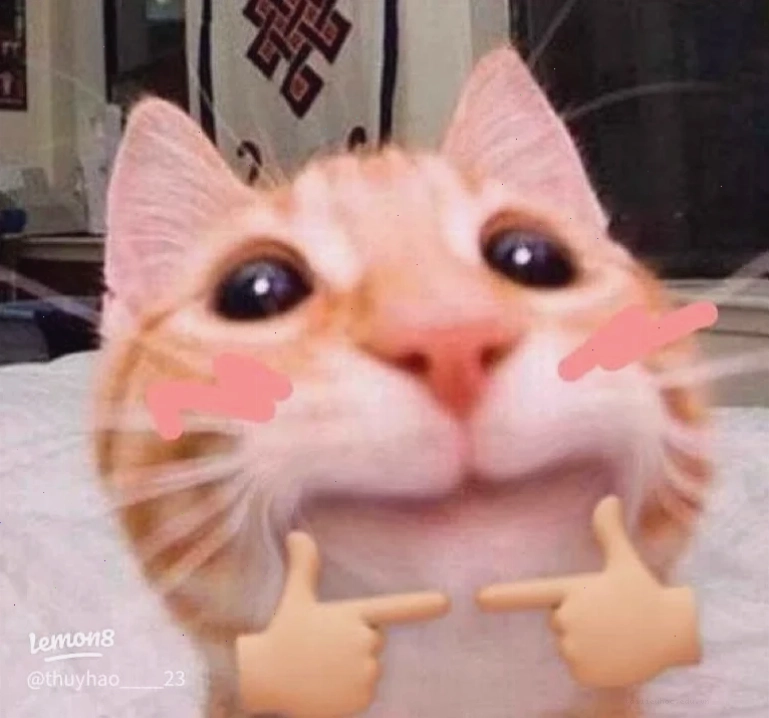 Mèo nhìn đất Meme mèo ngại ngùng nhìn xuống đất