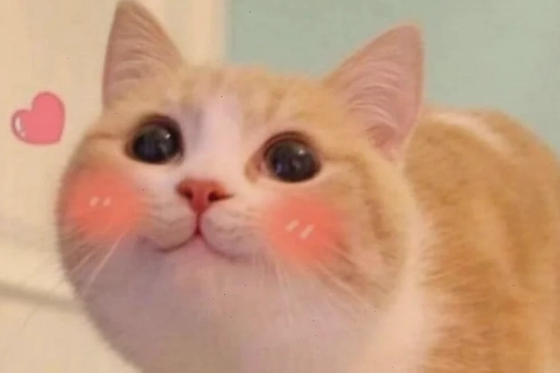 Mèo ôm mặt Meme mèo ngại ngùng ôm mặt
