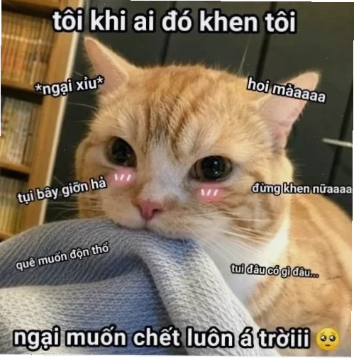 Mèo siêu cấp Meme mèo ngại ngùng siêu cấp