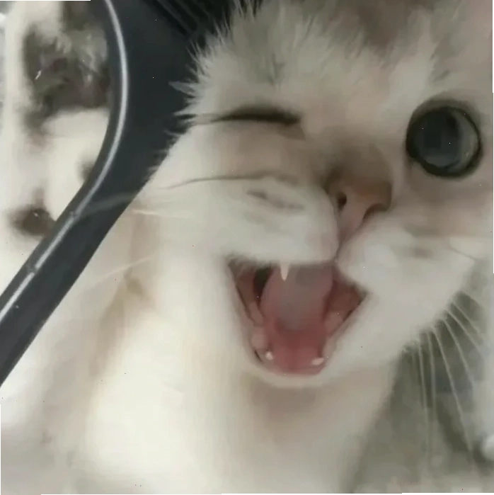 Mèo xoay mặt Meme mèo ngại ngùng xoay mặt đi