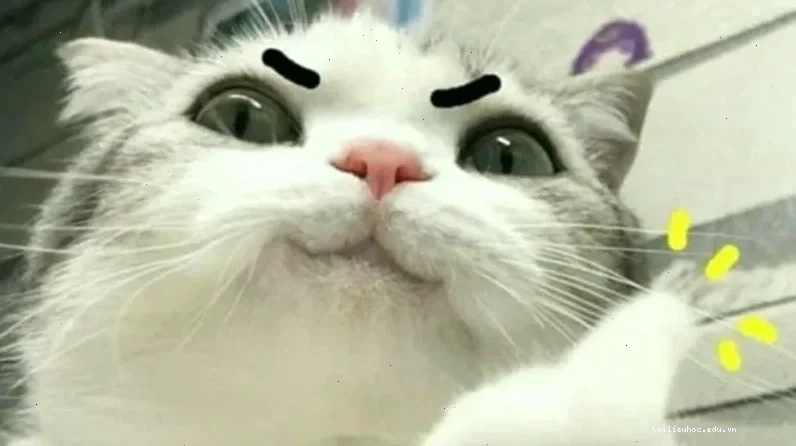 mèo đeo mặt nạ bí ẩn meme mèo ngầu