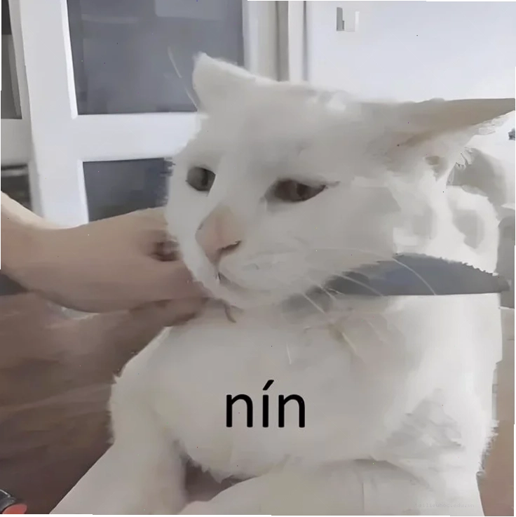 mèo đeo khăn quàng cổ meme mèo ngầu