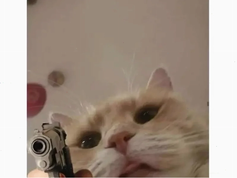 mèo đang tập tạ meme mèo ngầu