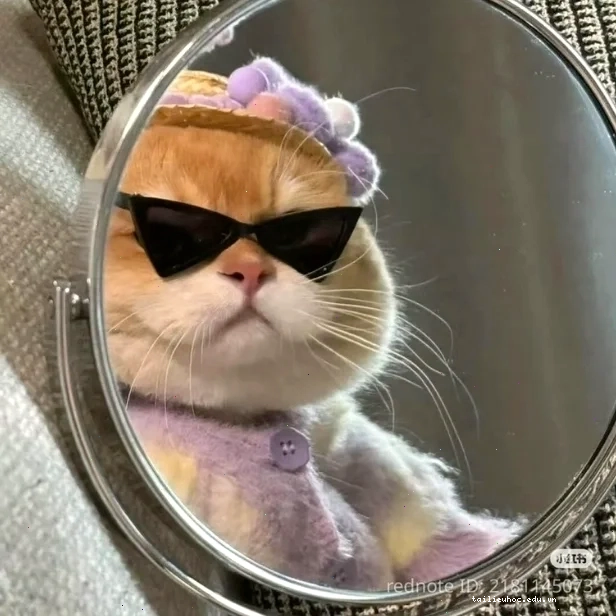 mèo làm động tác tay meme mèo ngầu