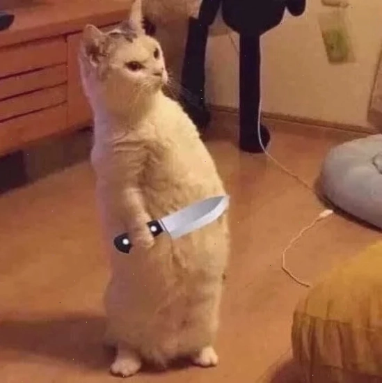 mèo nằm trên đống tiền meme mèo ngầu