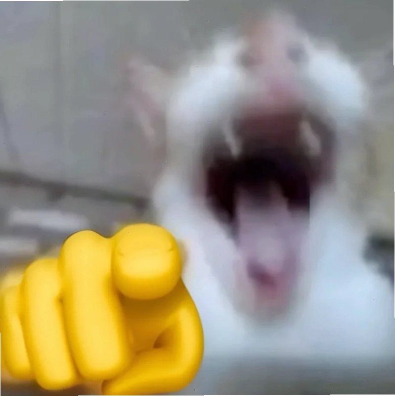 mèo đeo tai nghe meme mèo ngầu