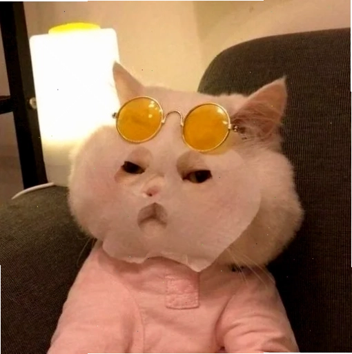 mèo nhảy múa sôi động meme mèo ngầu