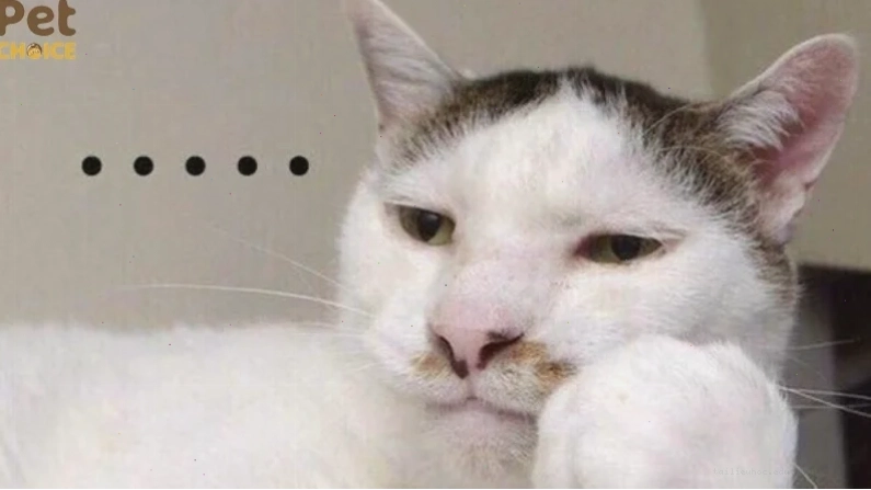 mèo ngồi trên ngai vàng meme mèo ngầu