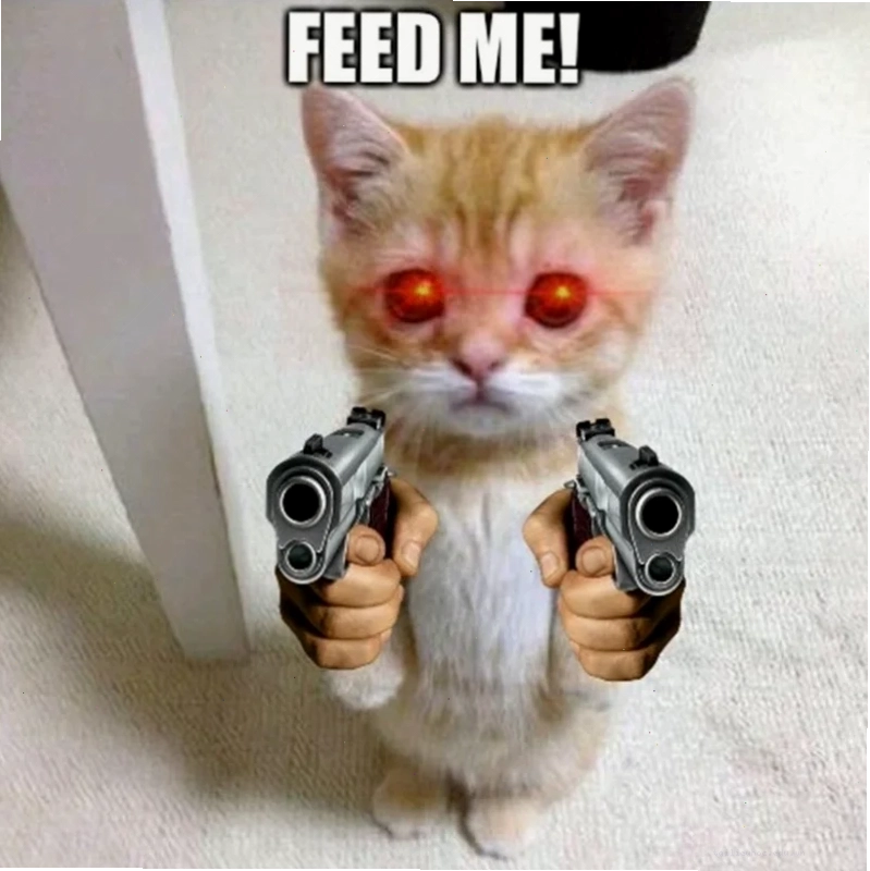 Mèo ngầu meme mèo ngầu lòi