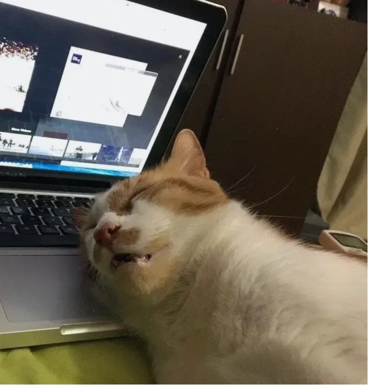 Mèo ngơ ngác Meme mèo ngủ dậy với vẻ mặt ngơ ngác
