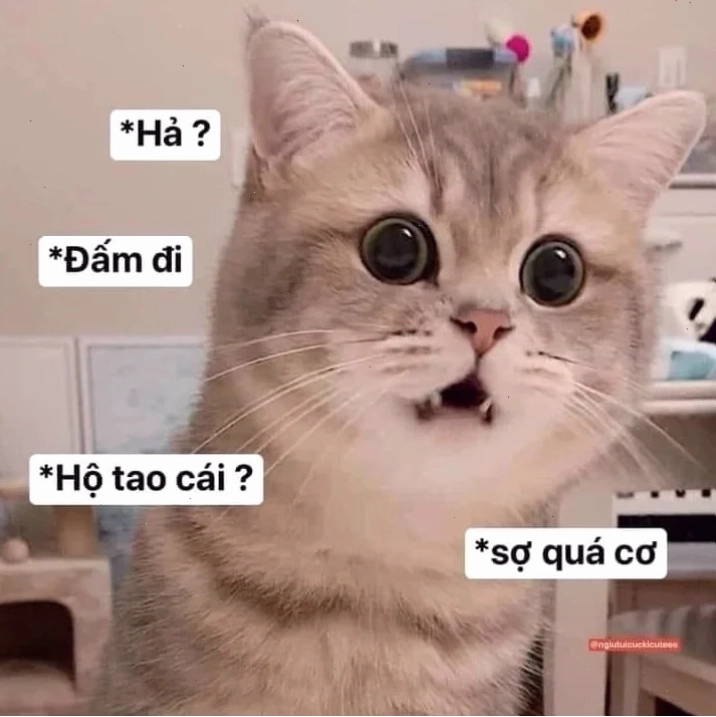 meme mèo nhớ người yêu đang bất ngờ