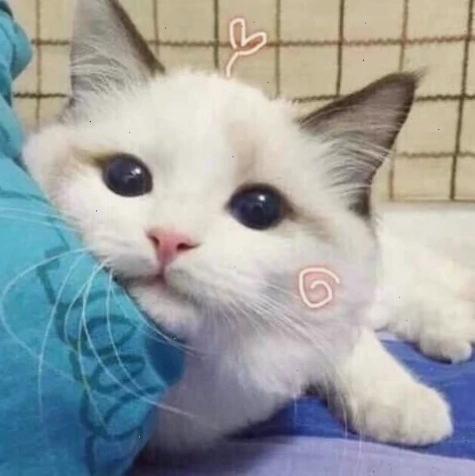 meme mèo nhớ người yêu đang buồn rầu