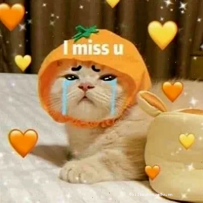 meme mèo nhớ người yêu đang cầm điện thoại