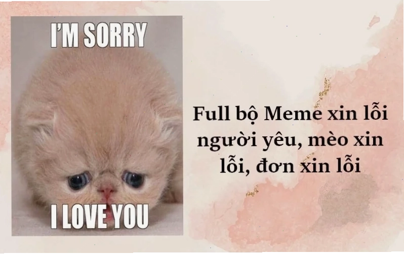meme mèo nhớ người yêu đang cầu xin