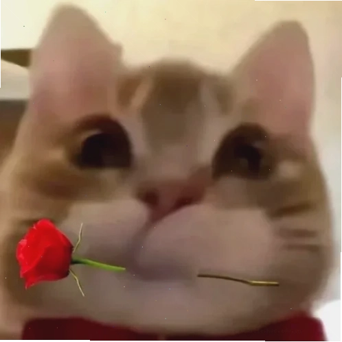meme mèo nhớ người yêu đang chạy