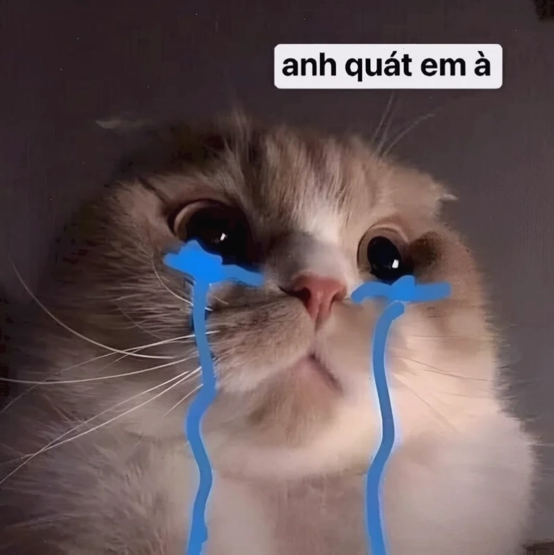 meme mèo nhớ người yêu đang cuộn tròn