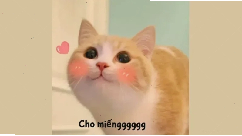 meme mèo nhớ người yêu đang dỗi