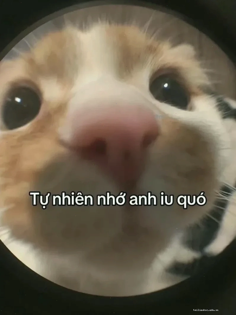 meme mèo nhớ người yêu đang hoang mang