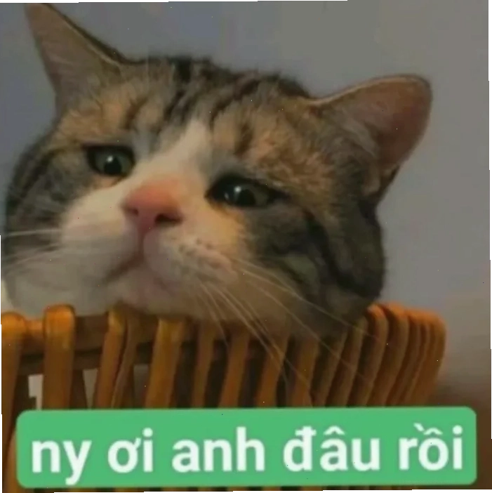 meme mèo nhớ người yêu đang khóc