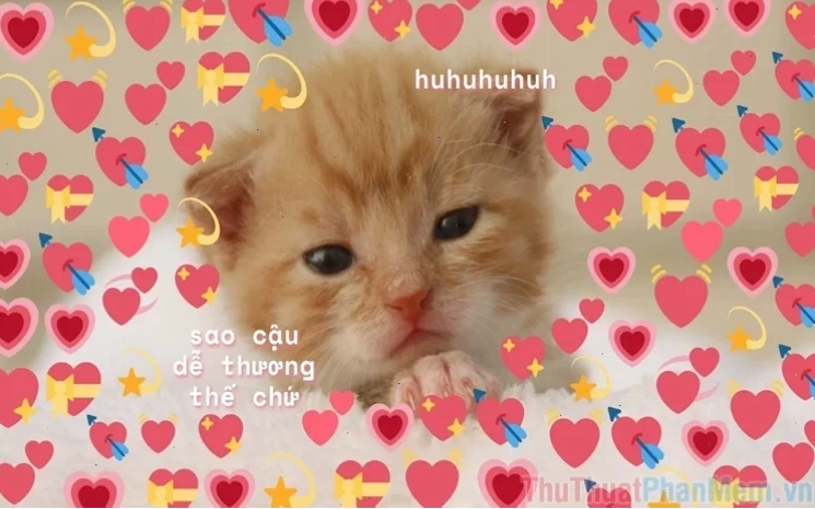meme mèo nhớ người yêu đang mong chờ