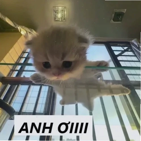 meme mèo nhớ người yêu đang nằm dài