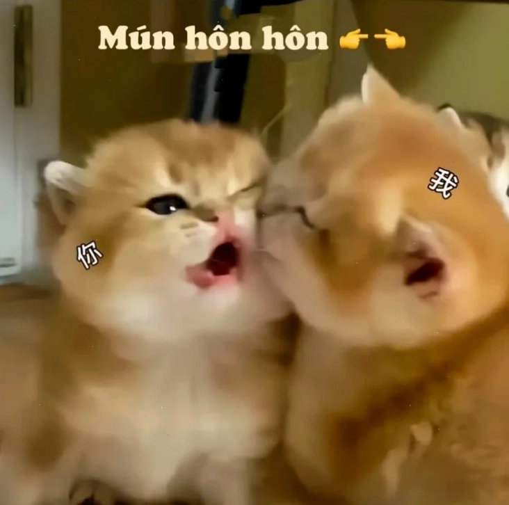 meme mèo nhớ người yêu đang ngạc nhiên