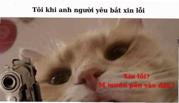meme mèo nhớ người yêu đang ngắm ảnh