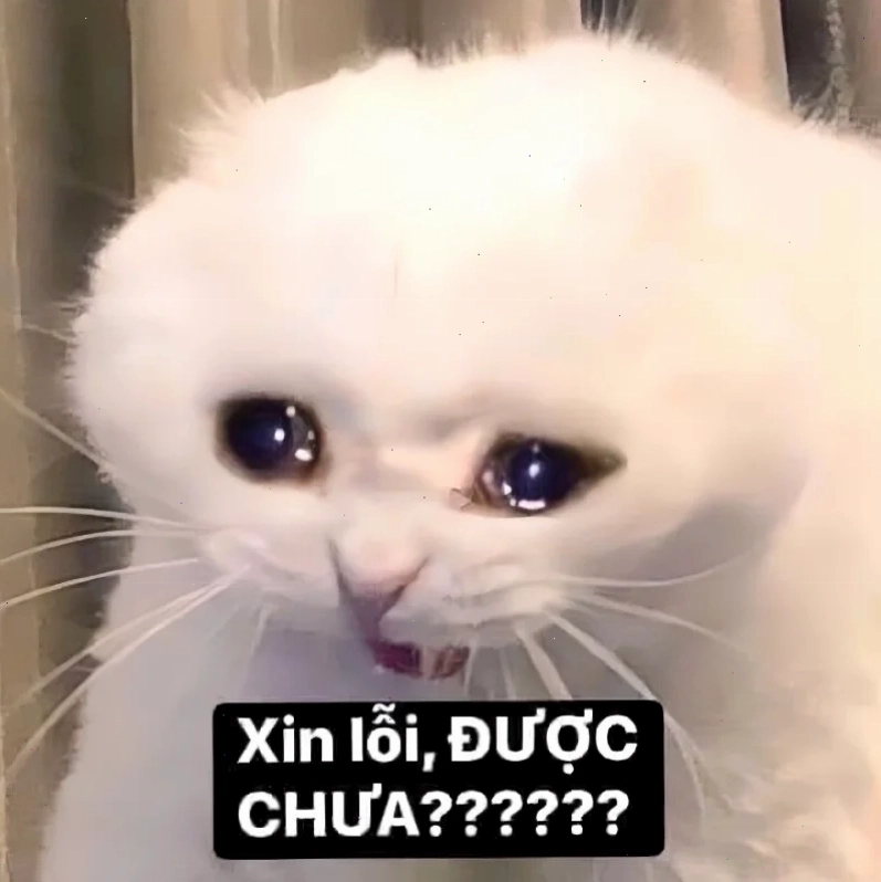 meme mèo nhớ người yêu đang ngơ ngác