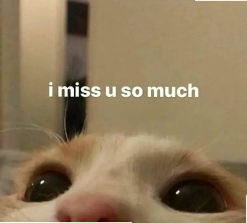 meme mèo nhớ người yêu đang ngóng chờ