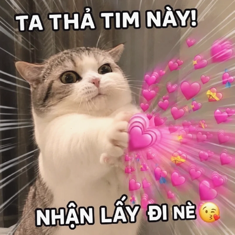 meme mèo nhớ người yêu đang nhìn xa xăm