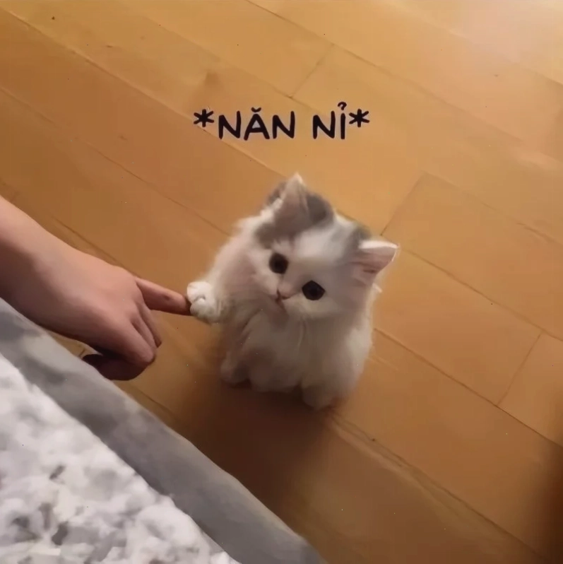 meme mèo nhớ người yêu đang ôm mặt