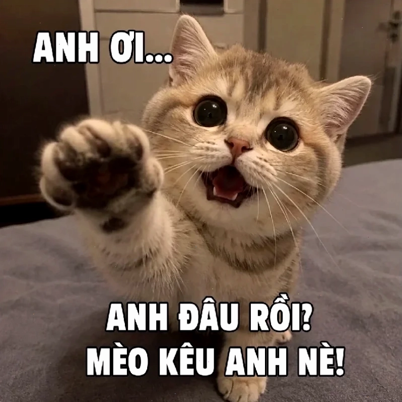 meme mèo nhớ người yêu hài hước