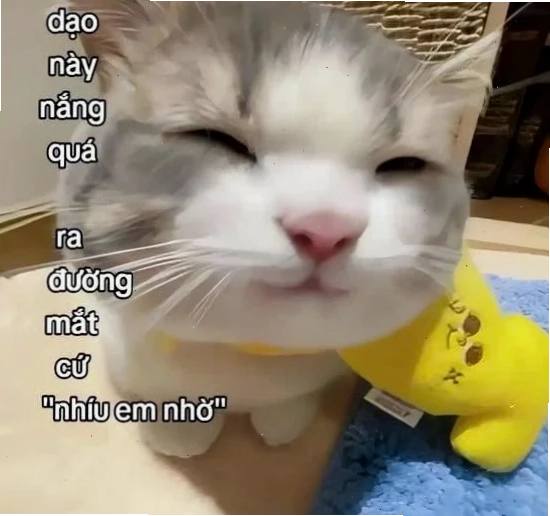 meme mèo nhớ người yêu ngộ nghĩnh