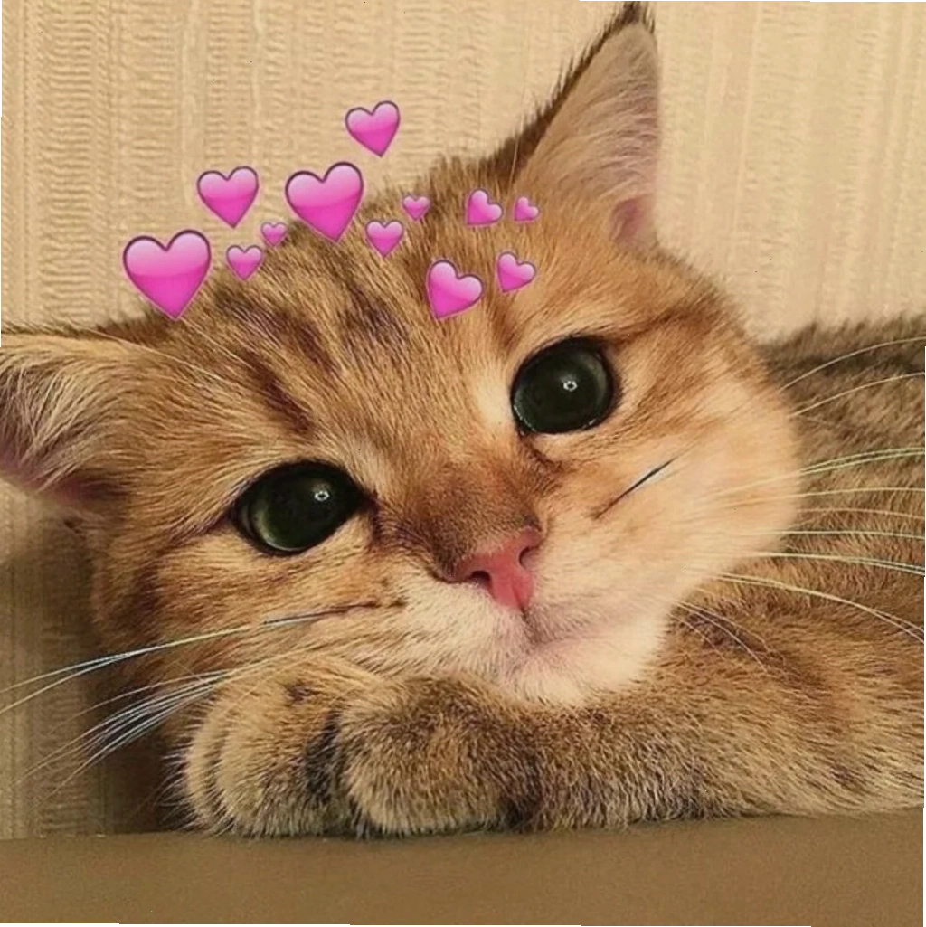 meme mèo nhớ người yêu ngồi bên cửa sổ