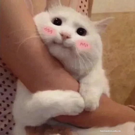 meme mèo nhớ người yêu với biểu cảm buồn