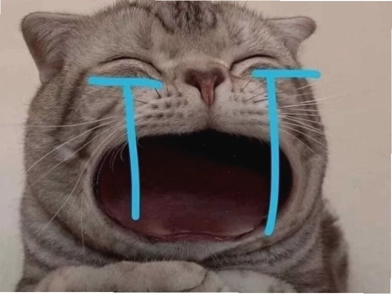 meme mèo nó to như này này cười tươi