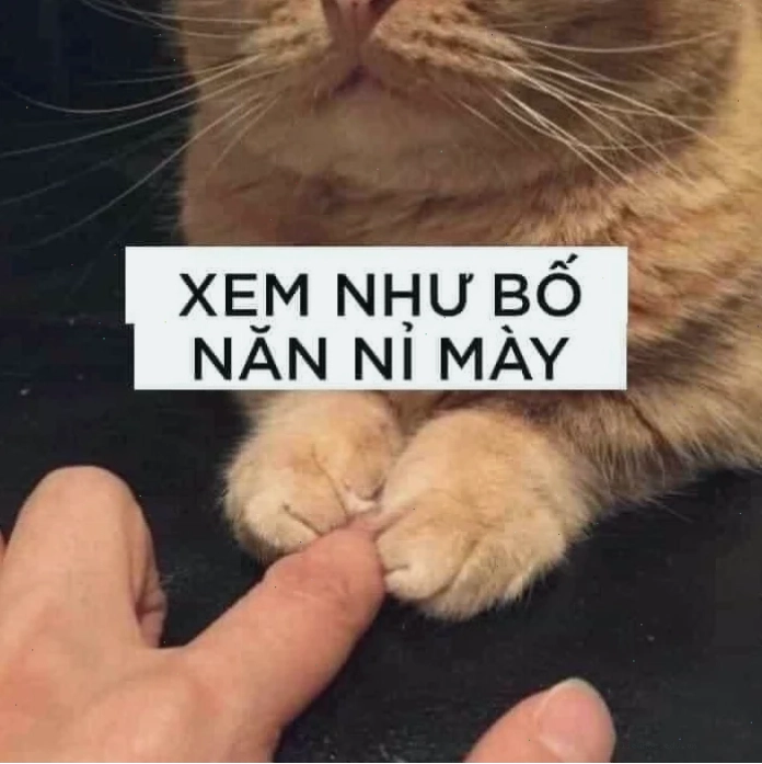 meme mèo nó to như này này đang ăn