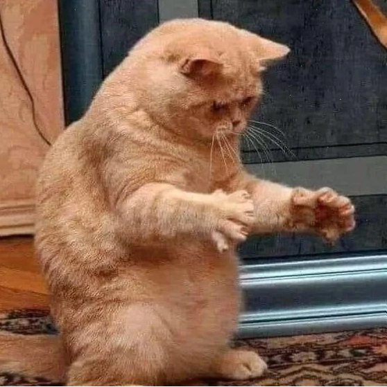 meme mèo nó to như này này đang đùa nghịch