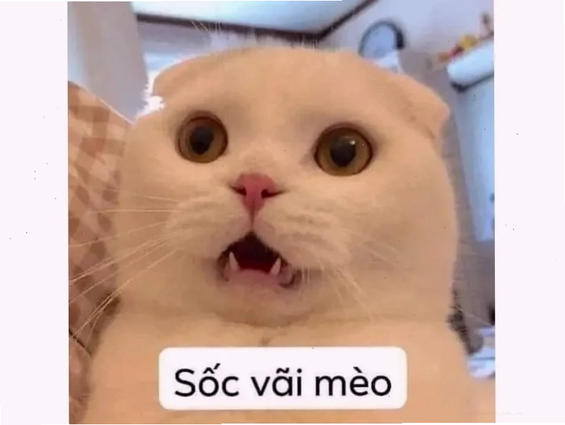 meme mèo nó to như này này đang ngạc nhiên