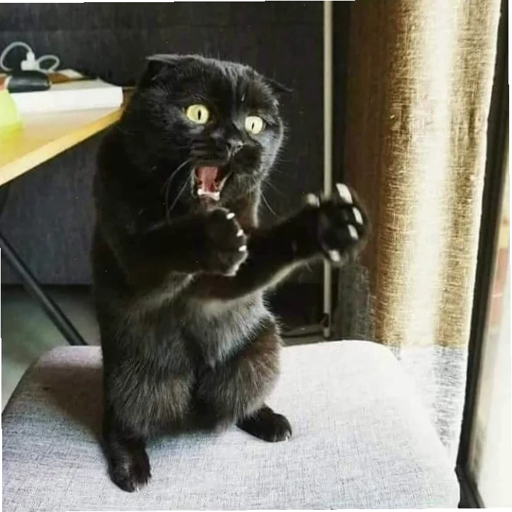meme mèo nó to như này này đang ngủ say