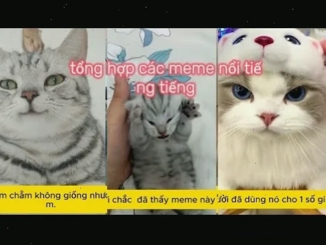 meme mèo nó to như này này đội mũ