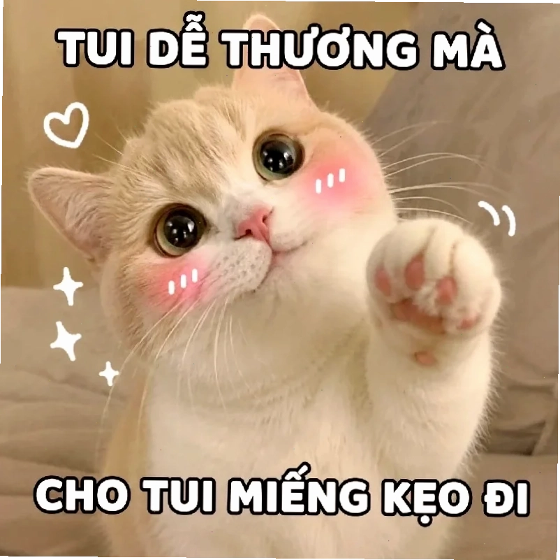 meme mèo nó to như này này đứng bằng hai chân