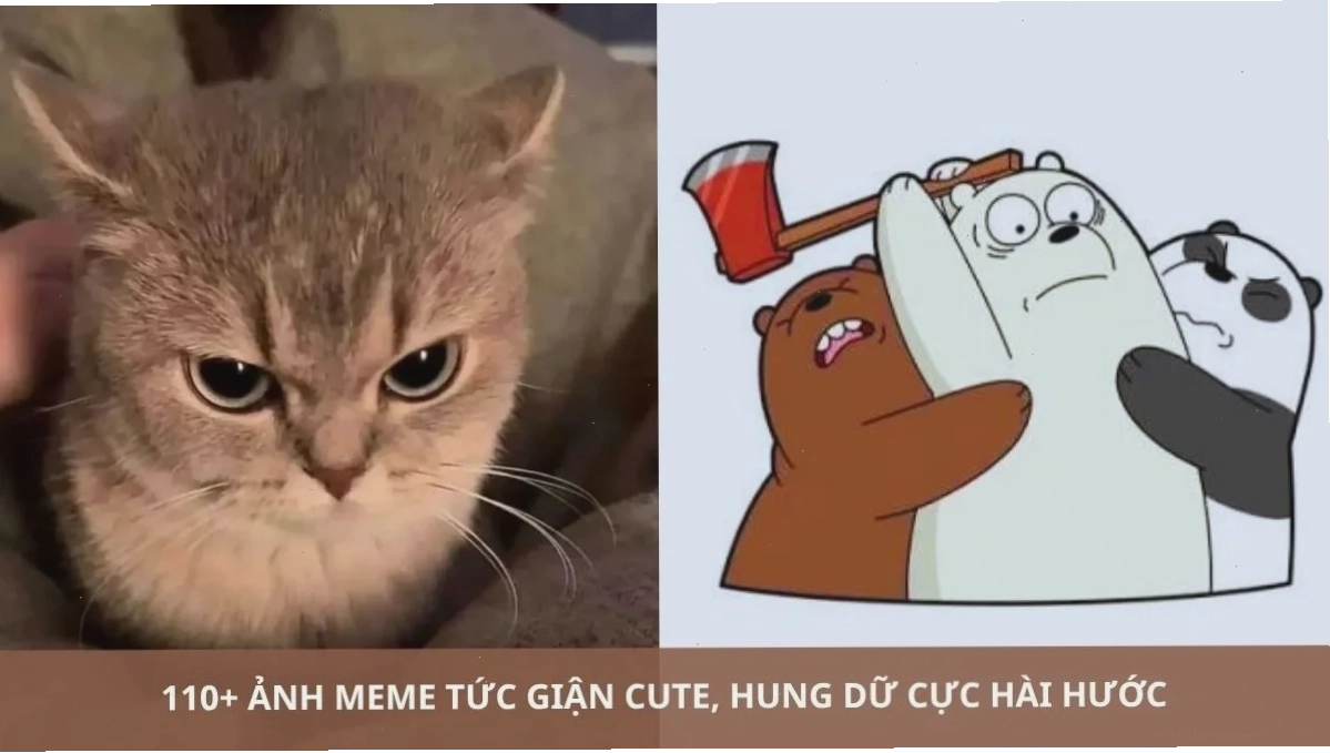 meme mèo nó to như này này khoe vẻ đẹp