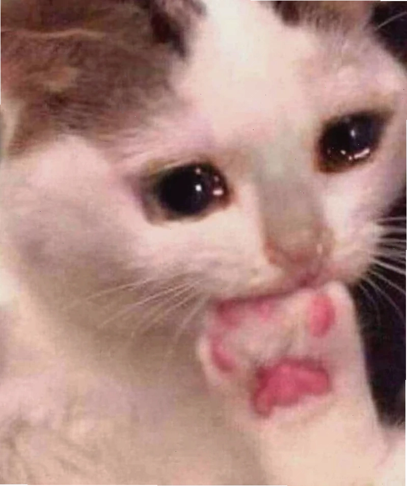 meme mèo nó to như này này mặc đồ