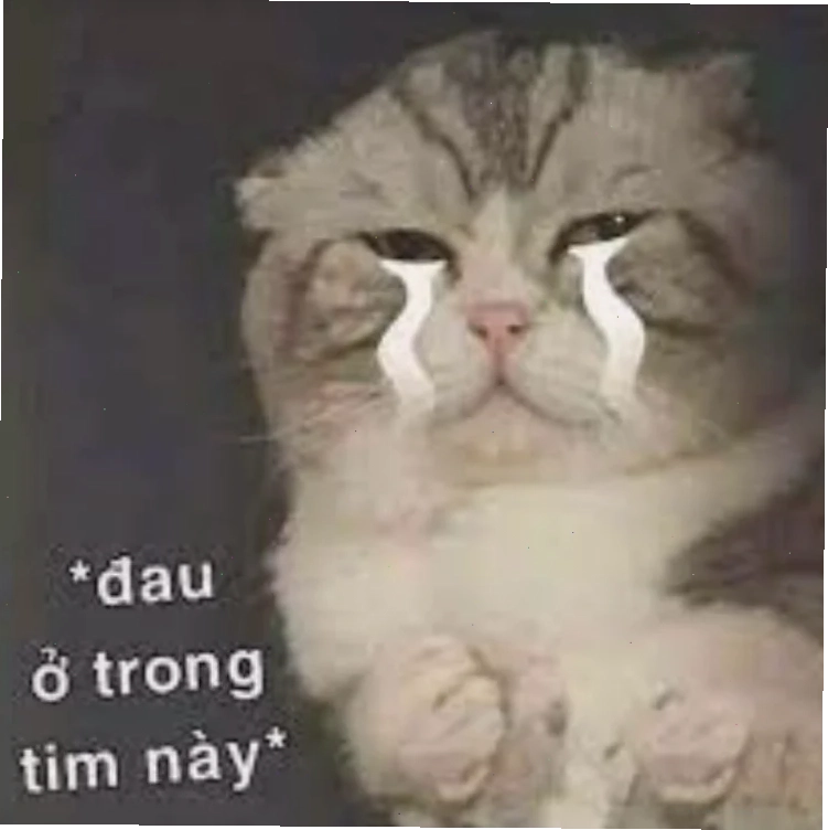 meme mèo nó to như này này nằm ngửa