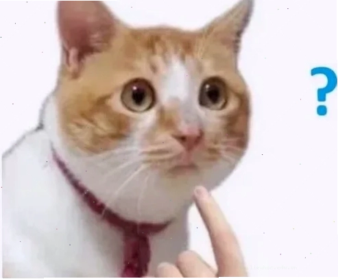 meme mèo nó to như này này nhảy cao