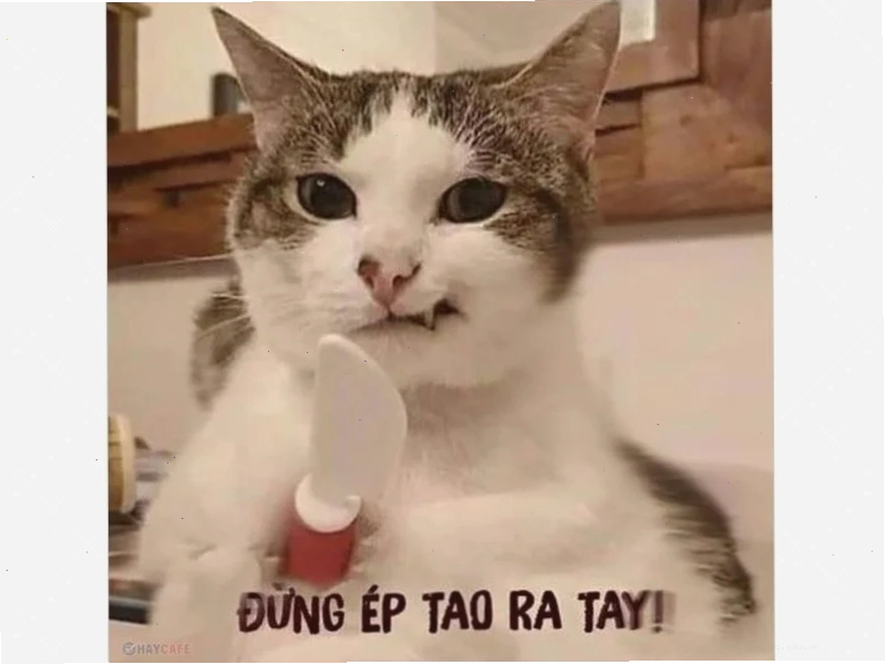 meme mèo nó to như này này nhìn rất tức giận