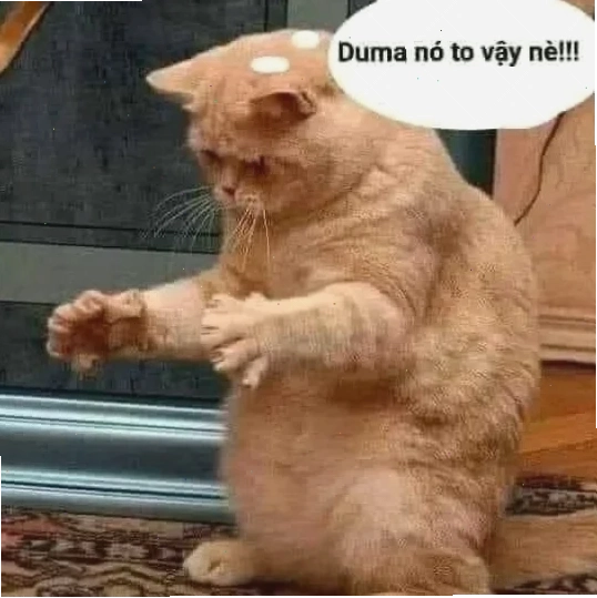 meme mèo nó to như này này với vẻ mặt ngơ ngác