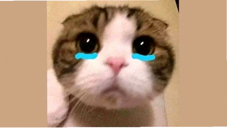 meme mèo ôm đầu