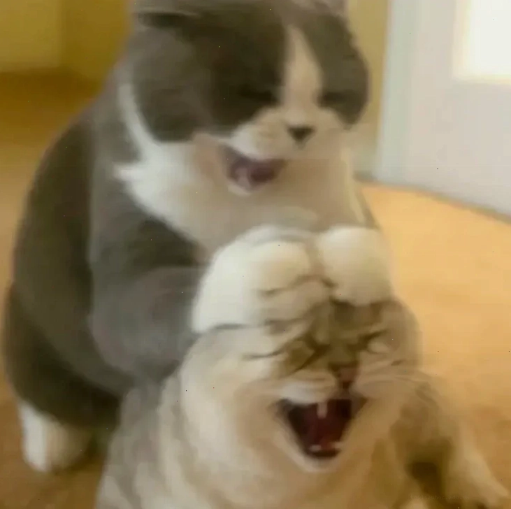meme mèo ôm đầu
